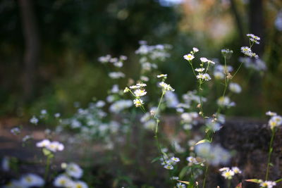 Close-up of white flowering plant