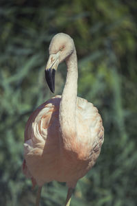 Close-up of a bird