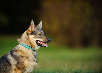 Close-up of swedish vallhund