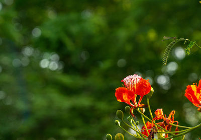 Close-up of red flowering plant