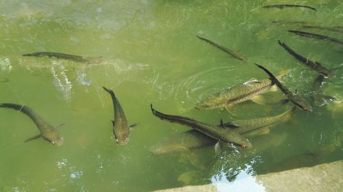 Top view of big fish swimming in water in a natural lake.too many fish