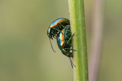 Close-up of insect on leaf