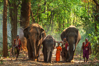 People walking with elephants at forest