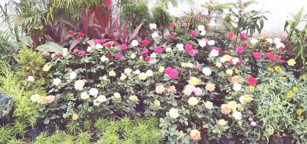 Close-up of pink flowering plants in park