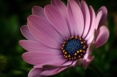 Close-up of pink flower