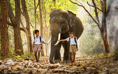 Schoolboys walking with elephant in forest