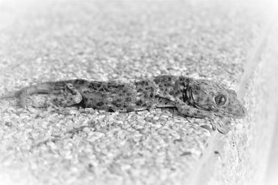 Close-up of lizard on water