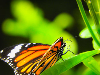 Close-up of butterfly on leaf