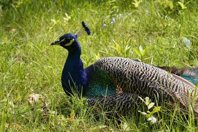 Peacock in a field