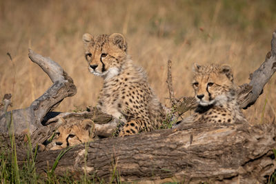 Three cheetah cubs lie behind dead log