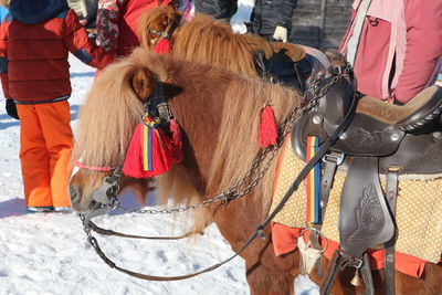 Close-up of horse standing outdoors