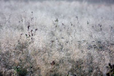 View of ant on field