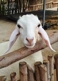 Close-up of goat in pen