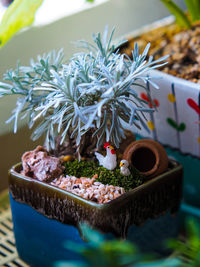 Close-up of potted plant