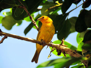 Low angle view of bird perching on tree