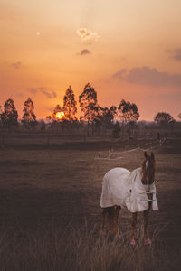 View of horse on field against sky during sunset