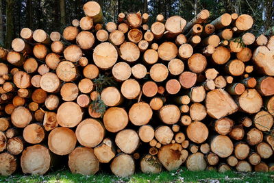 Stack of logs in forest