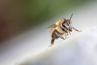 Close-up of bee