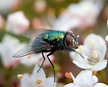 Close-up of insect on flower