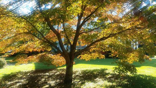 Trees in park