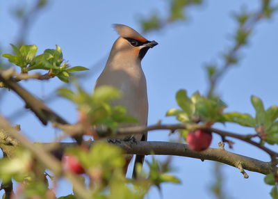 Low angle view of bird perching on tree