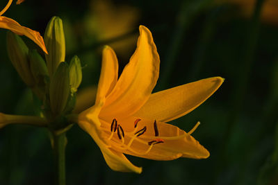 Close-up of yellow flower