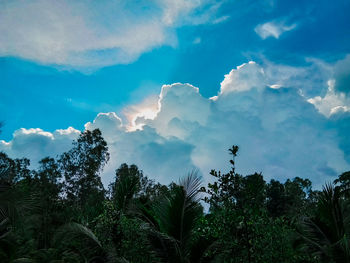Low angle view of trees against sky