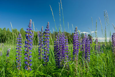 Group of purple lupine flowers growing on a green meadow and blue clear sky.