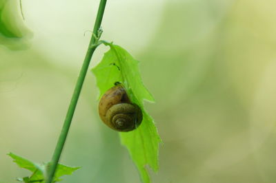 Close-up of snail on leaf