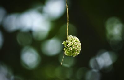 Close-up of leaves against blurred background