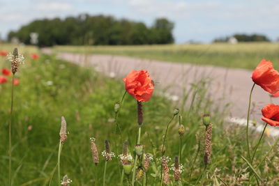 Close-up of poppies blooming on field against sky