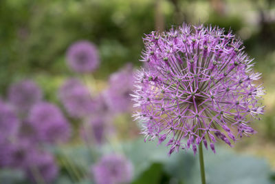 Close-up of purple flowering plant