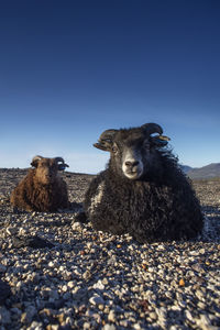 Portrait of sheep on field against clear sky