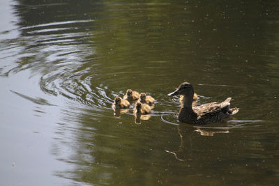 Ducks in a lake