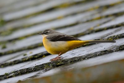 Close-up of bird perching outdoors