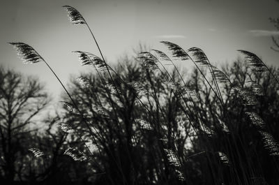 Close-up of plants against sky