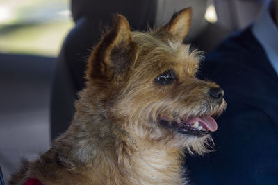 Close-up of dog looking away