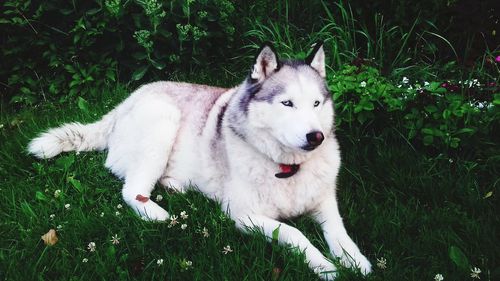 Portrait of dog on field