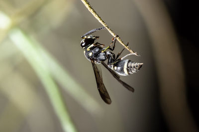 Close-up of insect on stick