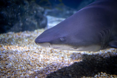 Fish swimming in sea