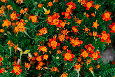 Close-up of orange flowers