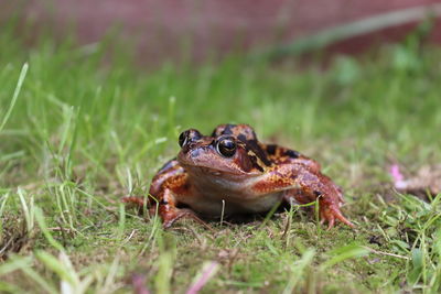 Close-up of frog on field