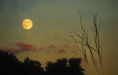 Low angle view of silhouette trees against sky at night