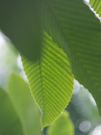 Close-up of fresh green leaves