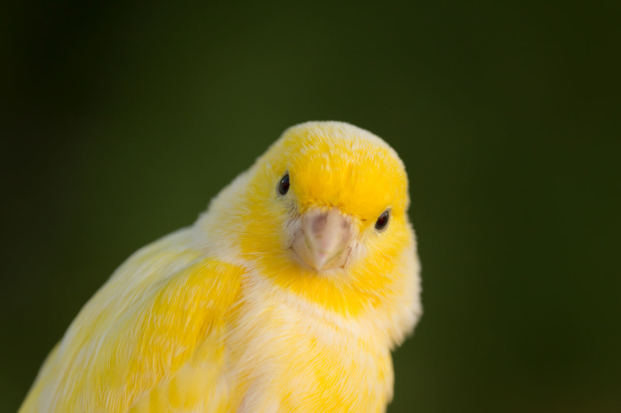 CLOSE-UP OF PARROT IN YELLOW BACKGROUND