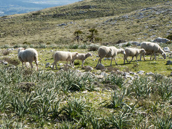 Sheep grazing on field against sky