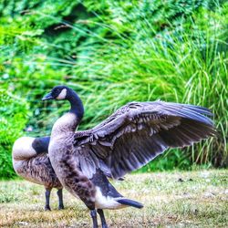 Mallard ducks in a field