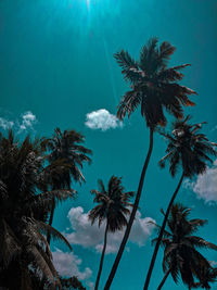 Low angle view of palm trees against blue sky