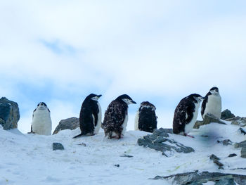 View of birds on snow covered land