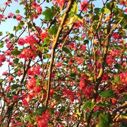 Close-up of red flowering plant